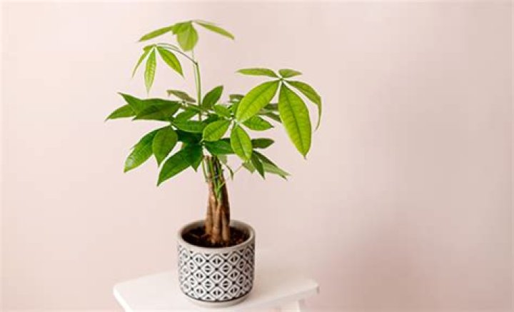 What do money trees symbolize?