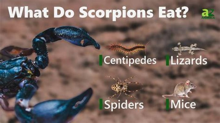What do scorpions hate the most?