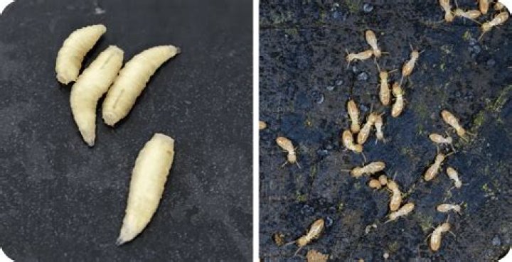 What do termite maggots look like?