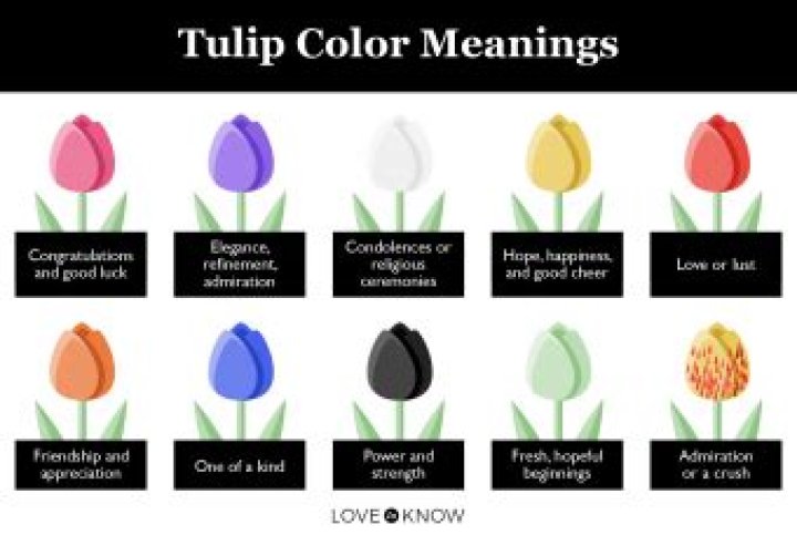 What do tulips symbolize?