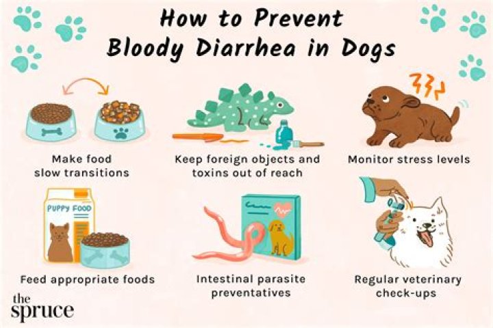 What do vets prescribe for diarrhea in dogs?