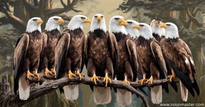 What do you call a group of Eagles?