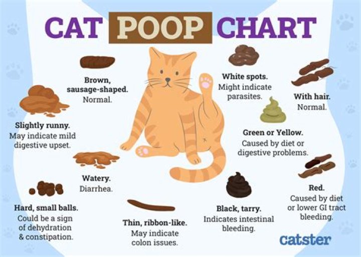 What do you feed a cat with stinky poop?