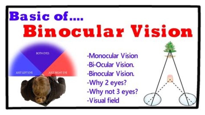 What do you mean by binocular vision?