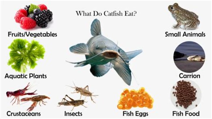 What does a catfish eat?