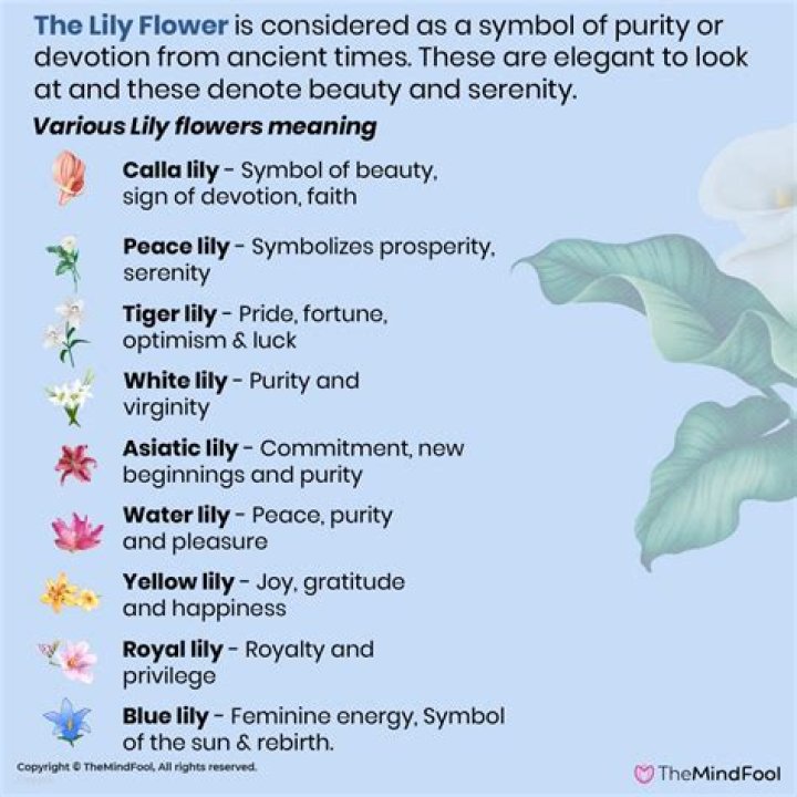 What does a lily symbolize?