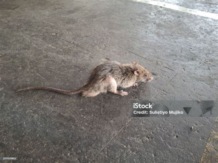 What does a sewer rat look like?