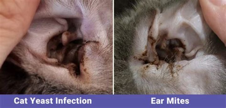 What does an ear infection look like in a cat?