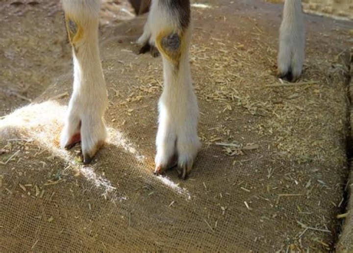 What does bitter as the cud mean?