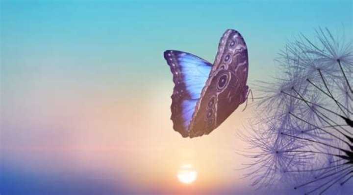 What does blue butterfly mean?