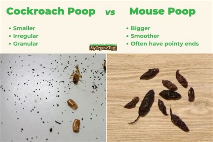 What does cockroach pee look like?