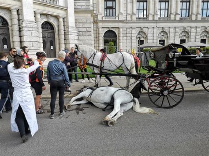 What does death's carriage hold?