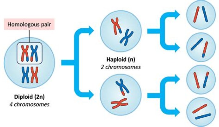 What does haploid cell mean?