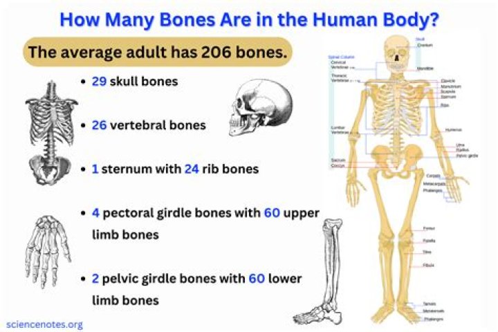 What does human bones taste like?