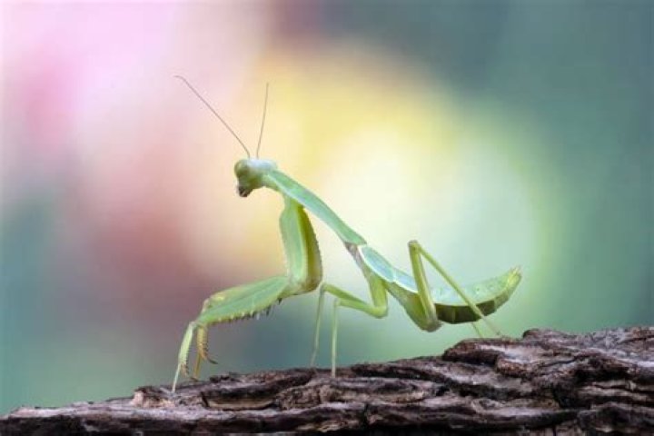 What does it mean to see a green dragonfly?