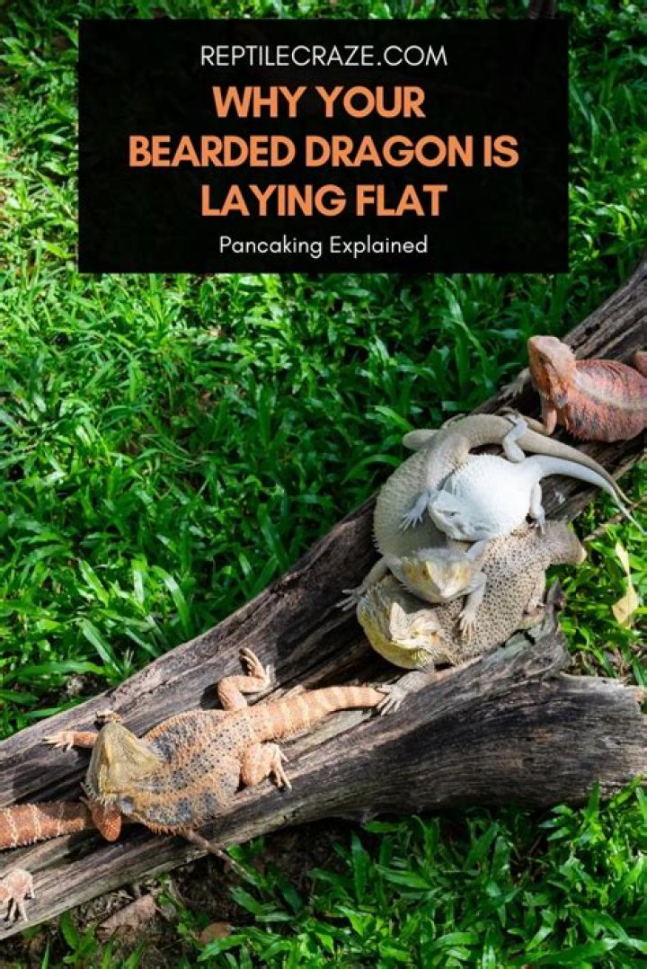 What does it mean when a bearded dragon lays flat?