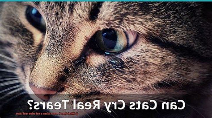 What does it mean when a cat cries real tears?