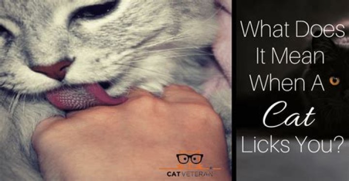 What does it mean when a cat licks you?