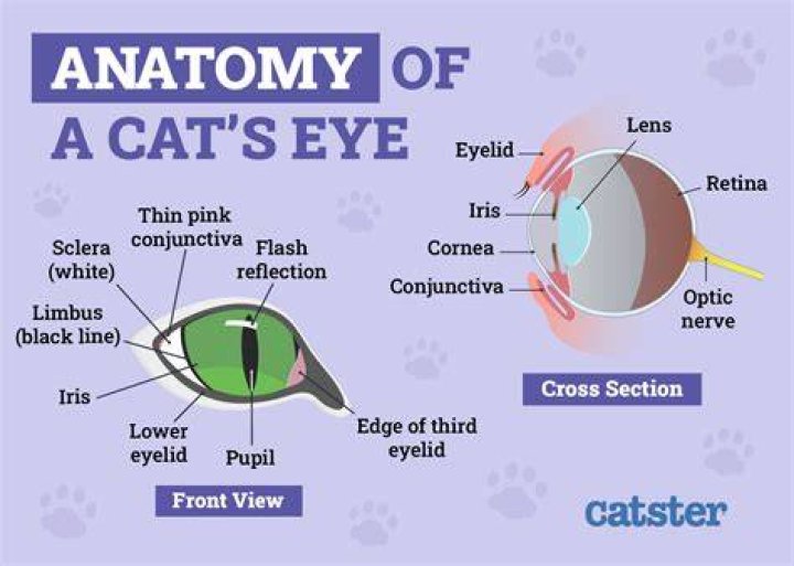 What does it mean when a cat slits its eyes?