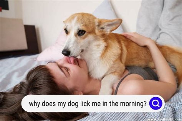 What does it mean when a dog rests their head on another dog?