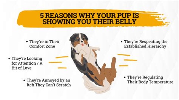 What does it mean when a dog shows you their belly?