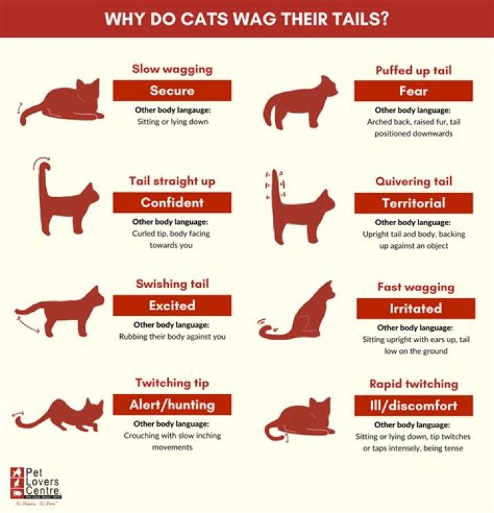 What does it mean when a dog wraps his paws around you?