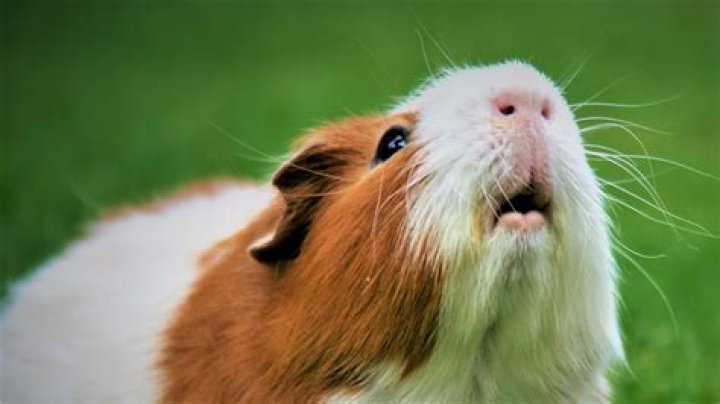 What does it mean when a guinea pig sneezes?