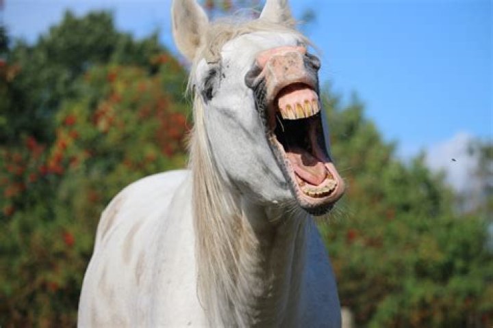 What does it mean when a horse keeps yawning?