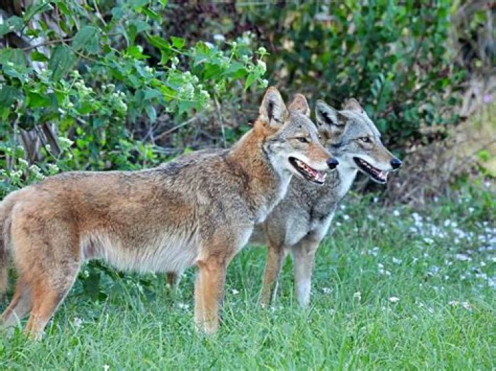 What does it mean when you hear a pack of coyotes howling?