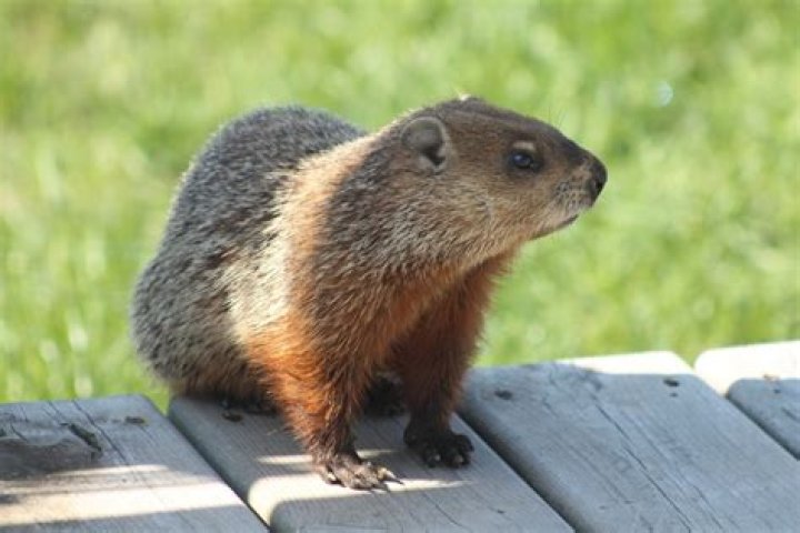 What does it mean when you see a groundhog in the summer?