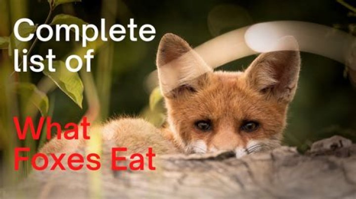 What does kit fox eat?