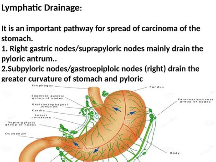 What does lymph nodes in the stomach mean?