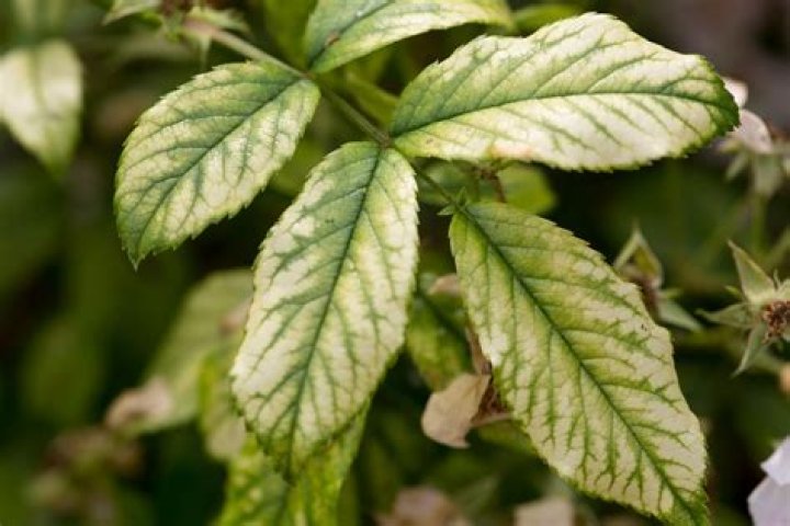 What does magnesium deficiency look like in plants?