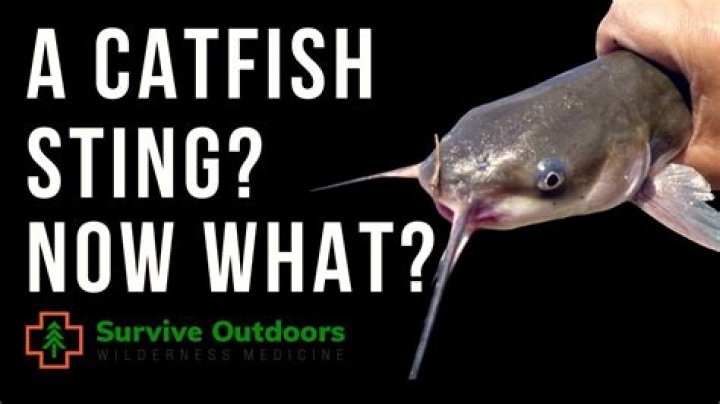 What does milk do for catfish?