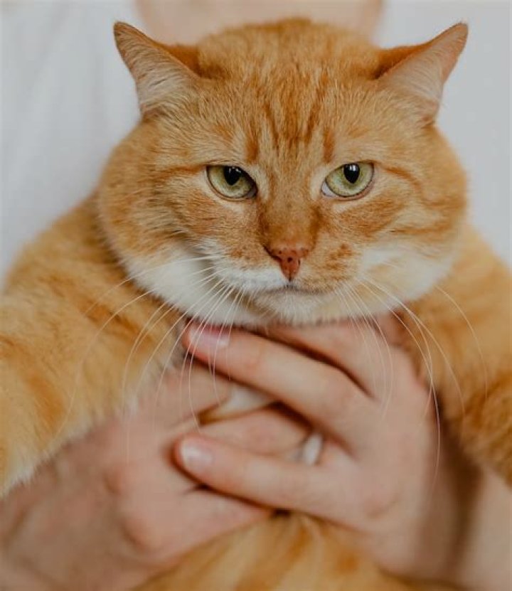 What does my cat think when we cuddle?