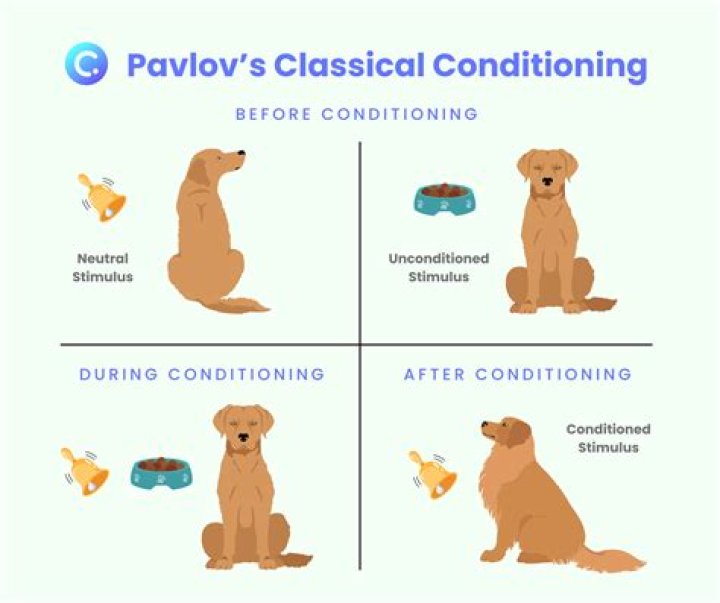 What does Pavlov mean?