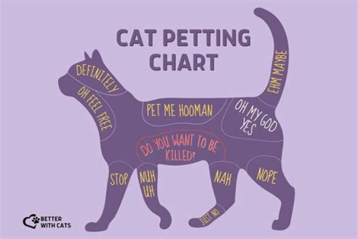 What does petting feel like to a cat?