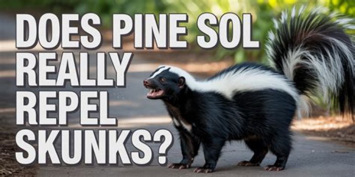 What does Pine-Sol keep away?