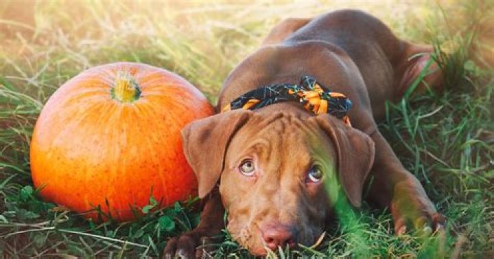 What does pumpkin do for a dog?