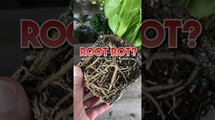 What does root rot look like on a money tree?