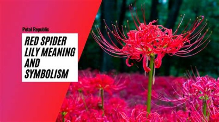 What does spider lily smell like?