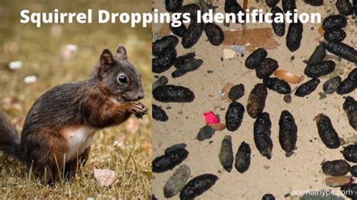 What does squirrel poo look like?