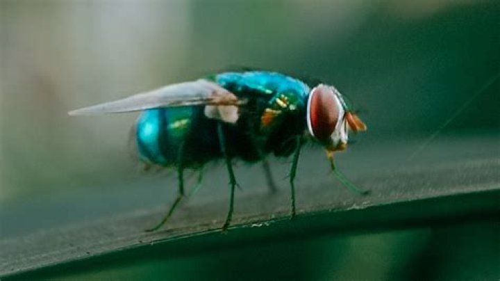 What does the fly mean in WandaVision?