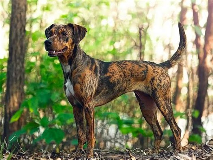 What does the Hound call Sansa?