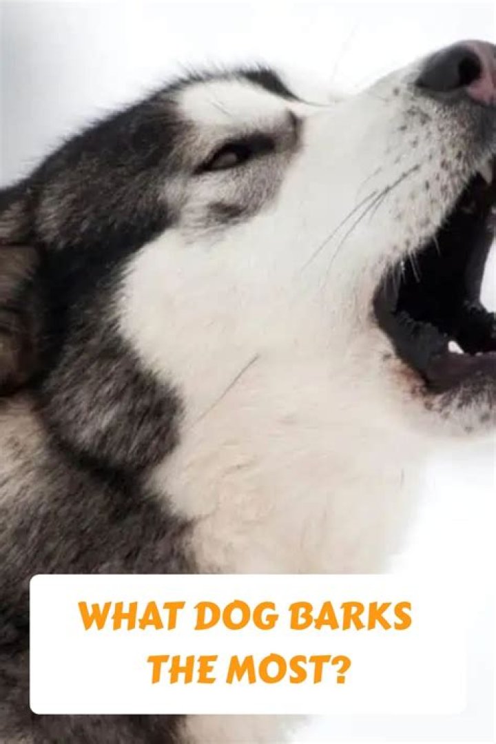 What dog barks the most?