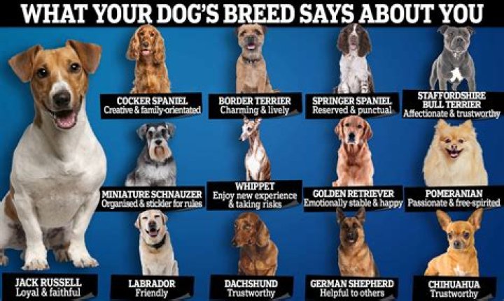 What dog breed loves their owner the most?