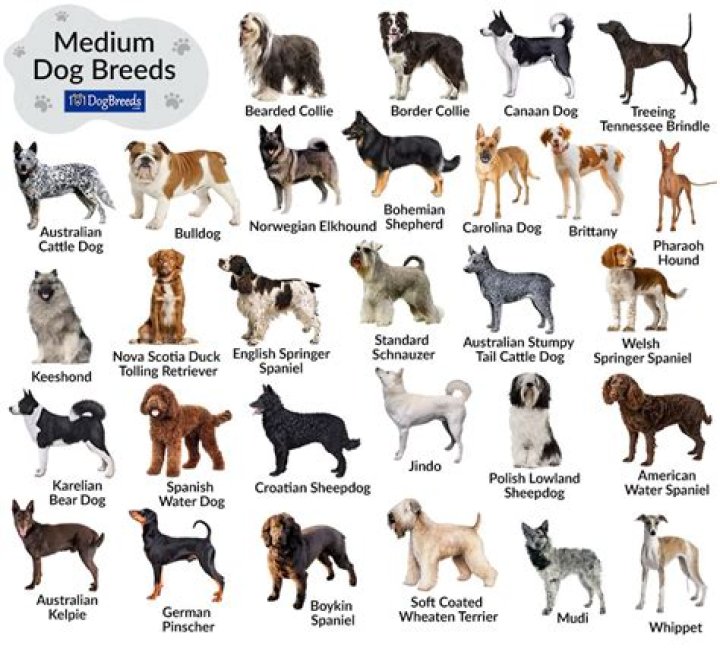 What dog breeds get sick the most?
