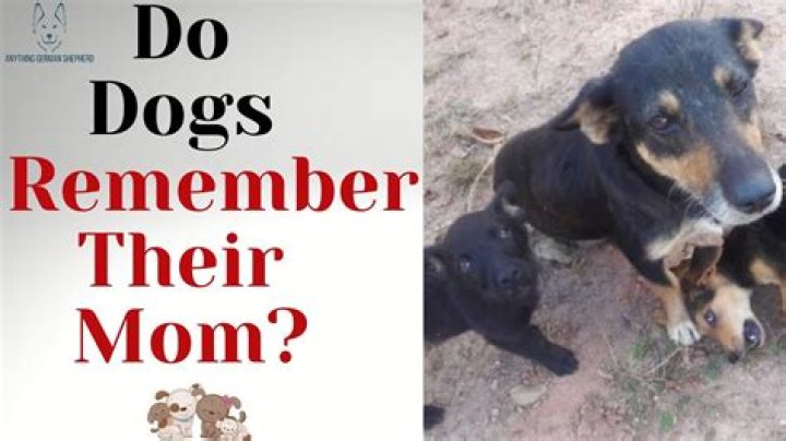 What dogs remind their moms?
