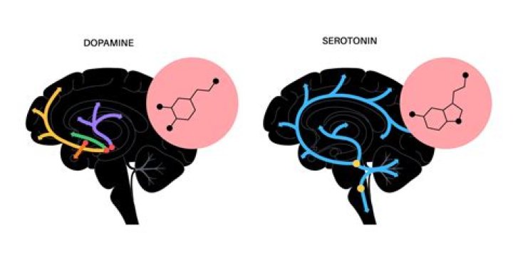 What drugs increase serotonin in the brain?