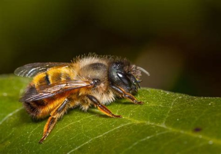 What eats mason bees?